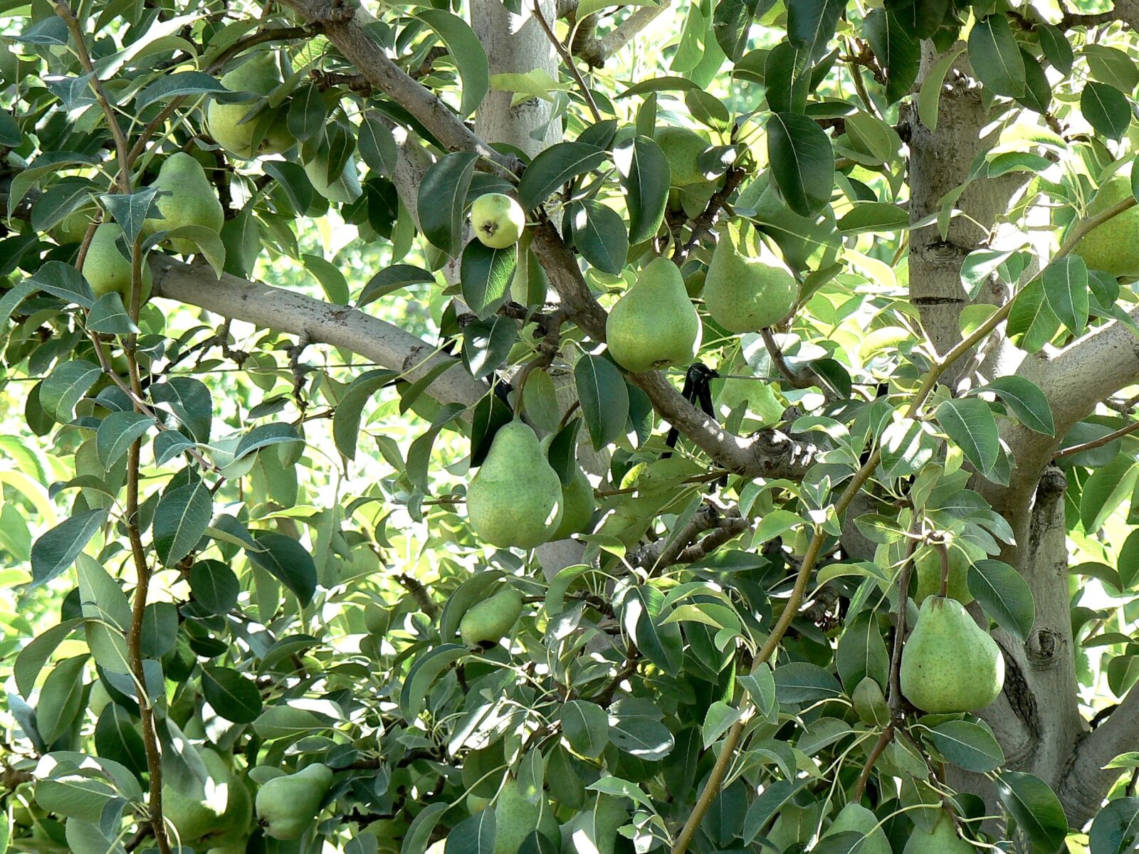 Panasonic DMC-FZ7 sample photo. Pears, plant, nature photography