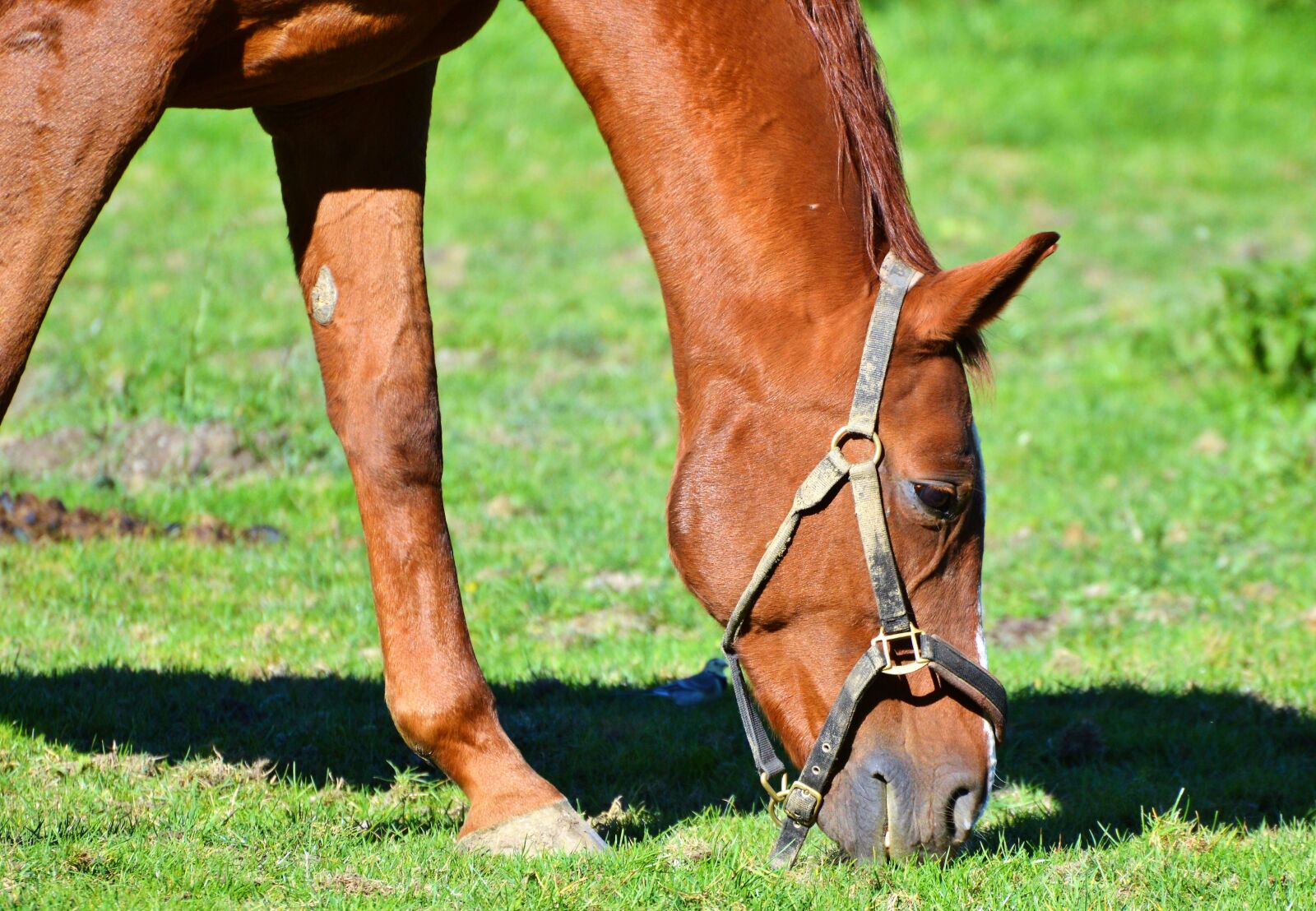 Nikon D3200 sample photo. Horse, saddle horse, horse photography
