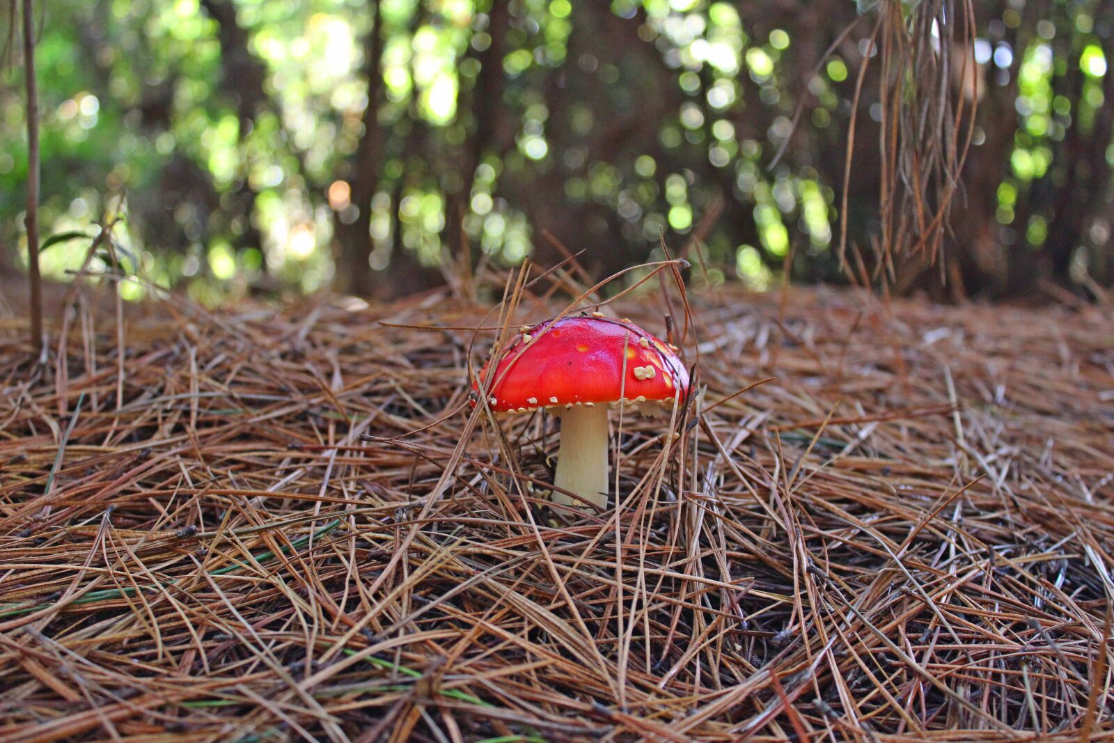 Canon EOS 1200D (EOS Rebel T5 / EOS Kiss X70 / EOS Hi) sample photo. Mushroom, red, nature photography