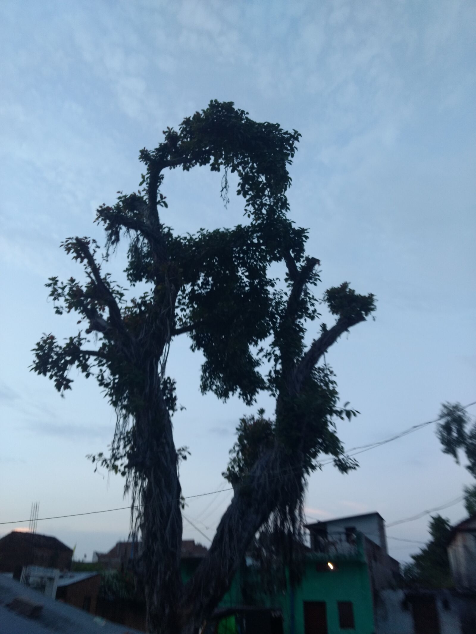 Motorola Moto G (4) sample photo. Horror, tree photography