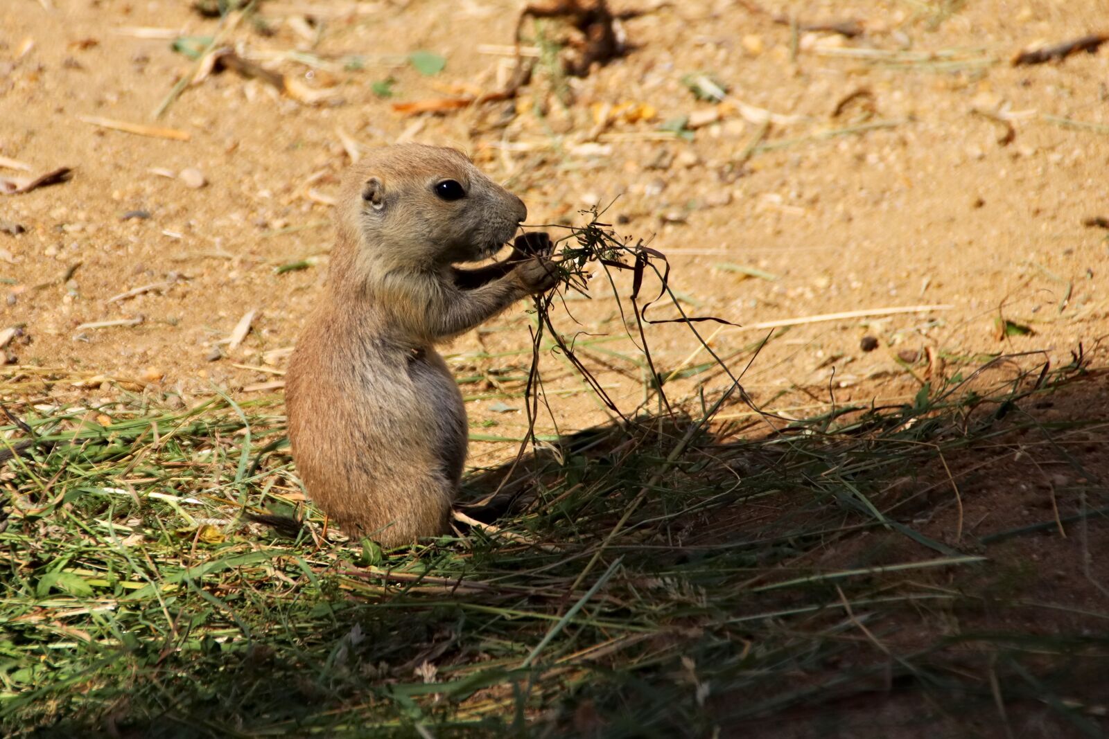 Canon EOS 77D (EOS 9000D / EOS 770D) sample photo. Prairie dogs, pr riov photography