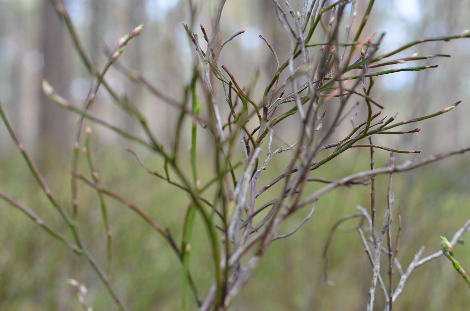 Nikon D7000 sample photo. Nature, plant, spring photography