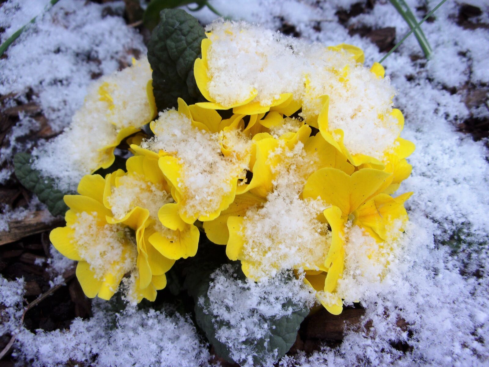 JK KODAK PIXPRO X53 sample photo. Spring, primroses, flower photography