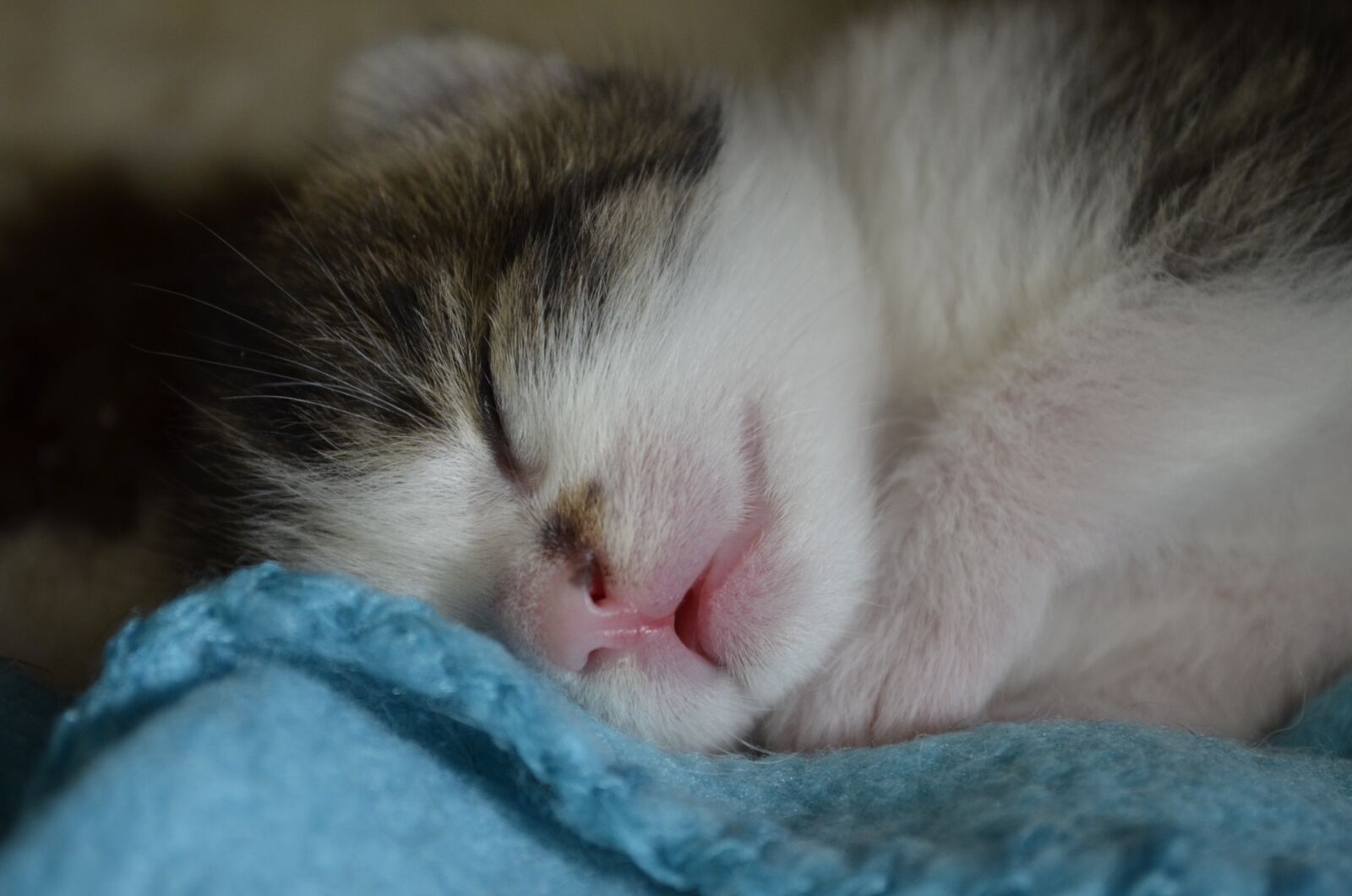 Nikon D5100 sample photo. Sleep, baby cat, kitten photography