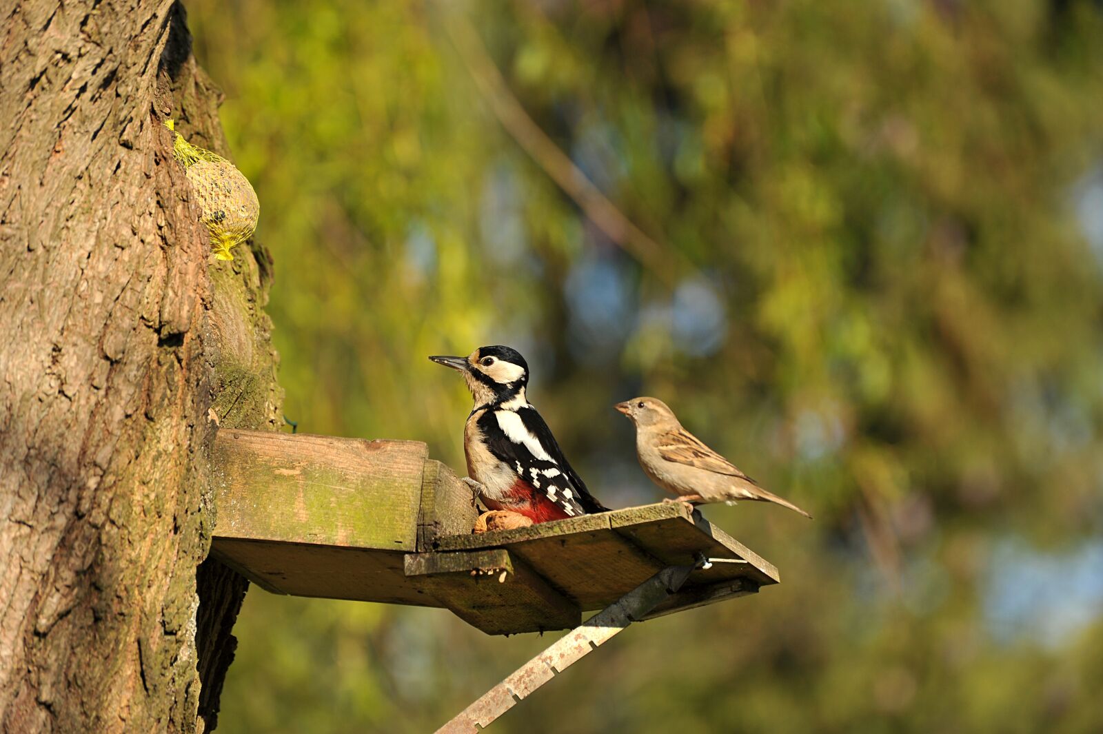 Nikon D3S sample photo. Woodpecker, great spotted woodpecker photography