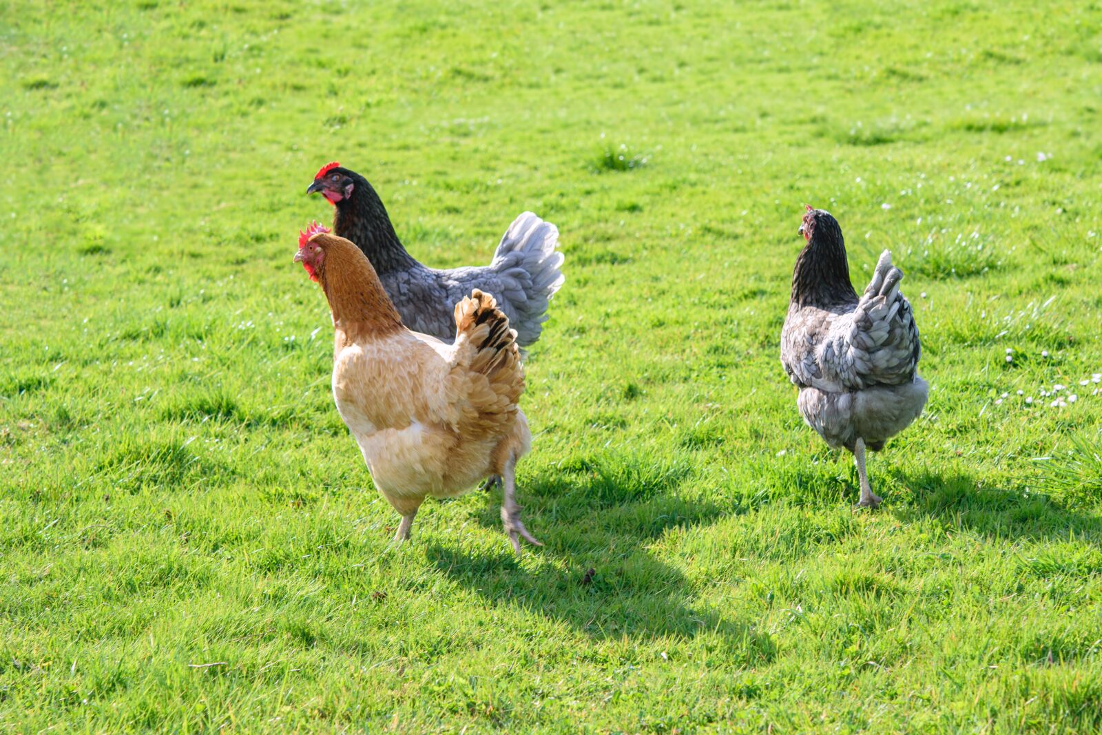 Nikon D5300 sample photo. Chickens, farm, bird photography