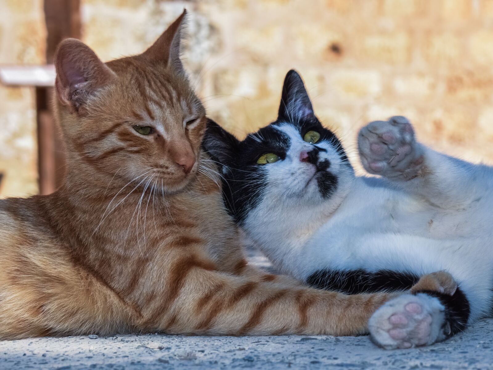 Nikon D3300 sample photo. Cats, playing, outdoor photography