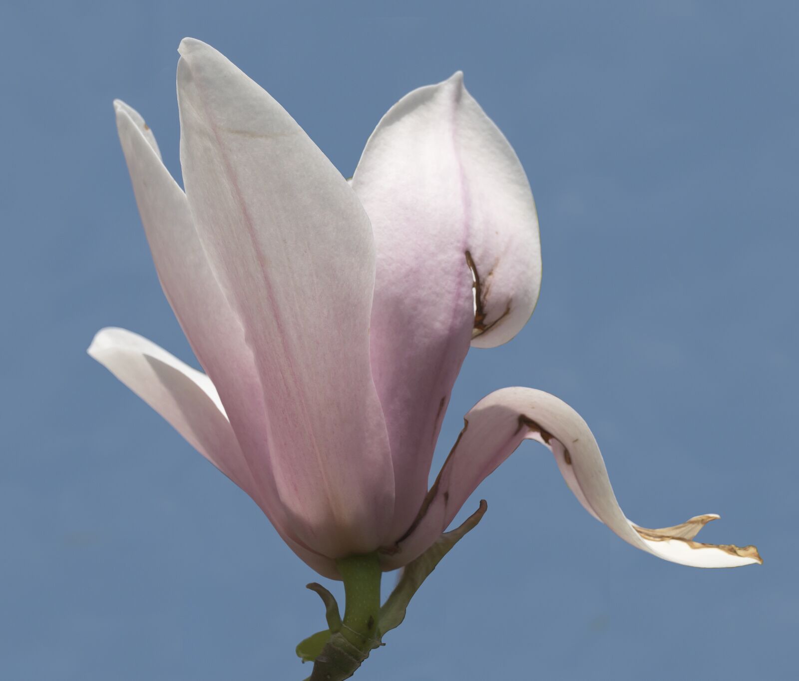 Panasonic Lumix DMC-FZ1000 sample photo. Magnolia, blossom, bloom photography