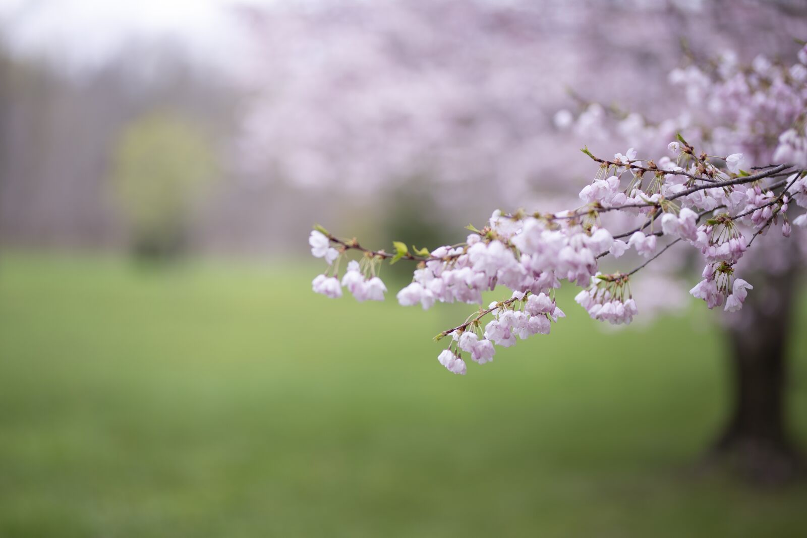 Canon EOS 6D + Sigma 85mm F1.4 DG HSM Art sample photo. Cherry blossoms, pink, pretty photography