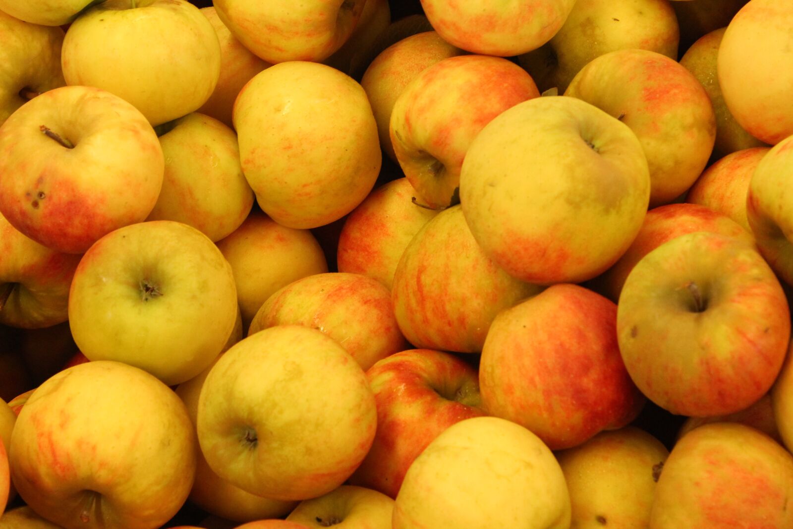 Canon EOS 1100D (EOS Rebel T3 / EOS Kiss X50) sample photo. Apples, red, red apple photography