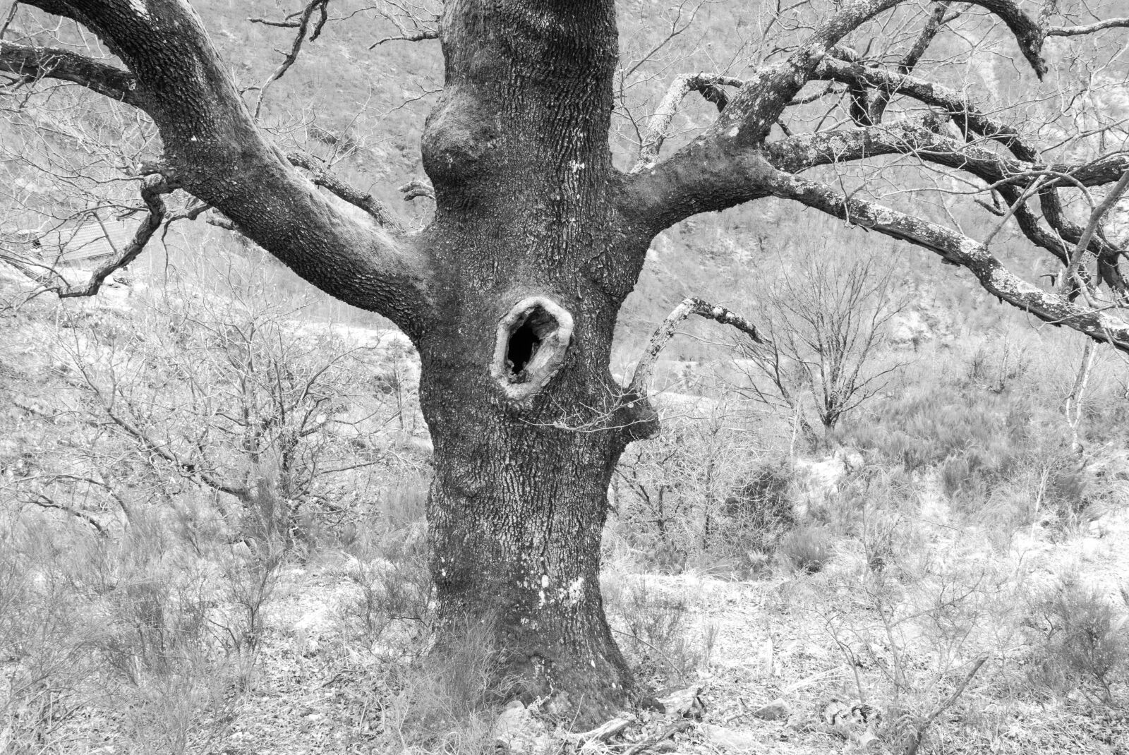 Panasonic Lumix DMC-LX100 sample photo. Ticino, maggia valley, tree photography