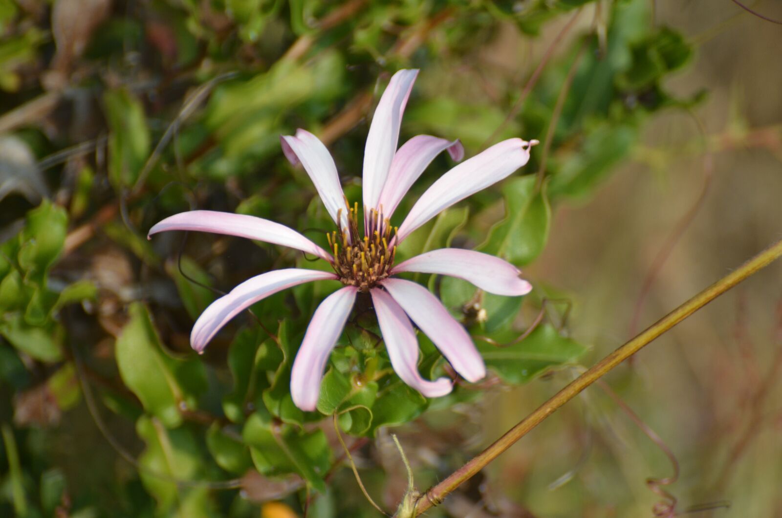 Nikon D7000 sample photo. Reina mora, wild, patagonia photography