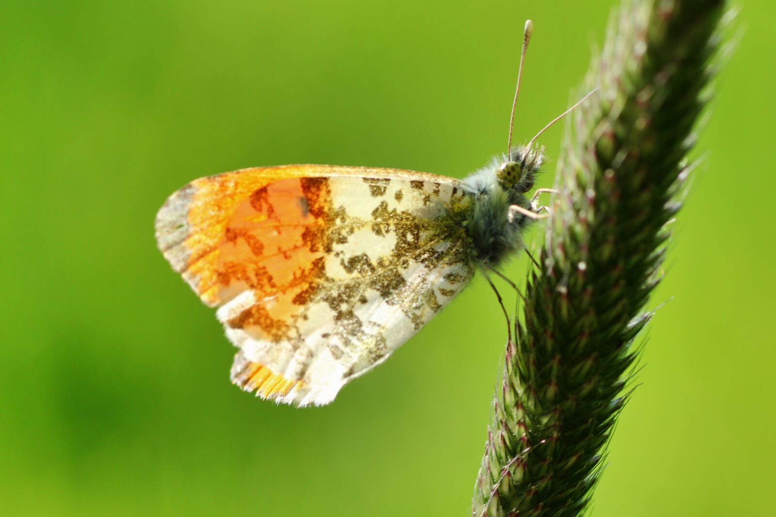 Tamron SP 90mm F2.8 Di VC USD 1:1 Macro sample photo. Aurora butterfly, butterfly, nature photography