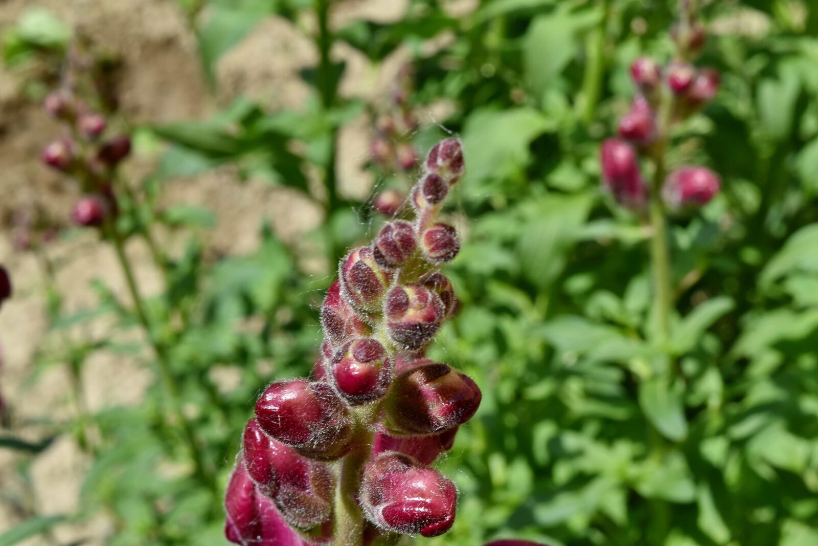Nikon D5500 sample photo. Plant, nature, leaf, garden photography