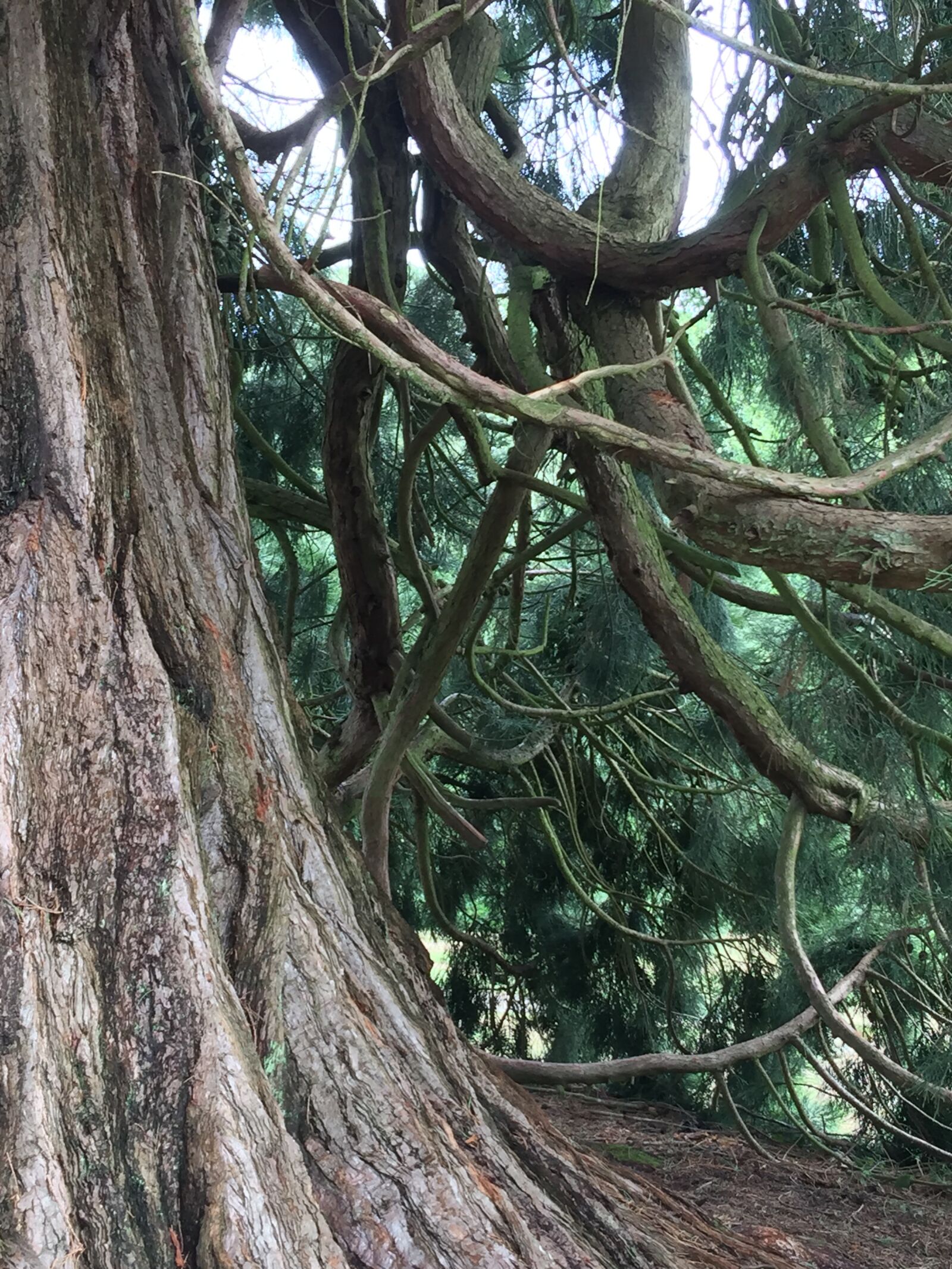 iPhone 6 Plus back camera 4.15mm f/2.2 sample photo. Sequoia, park, redwood photography