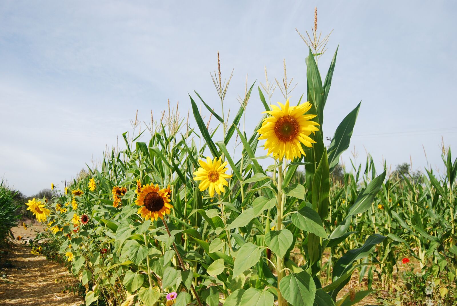 Nikon D40X sample photo. Sunflower, corn stalks, corn photography