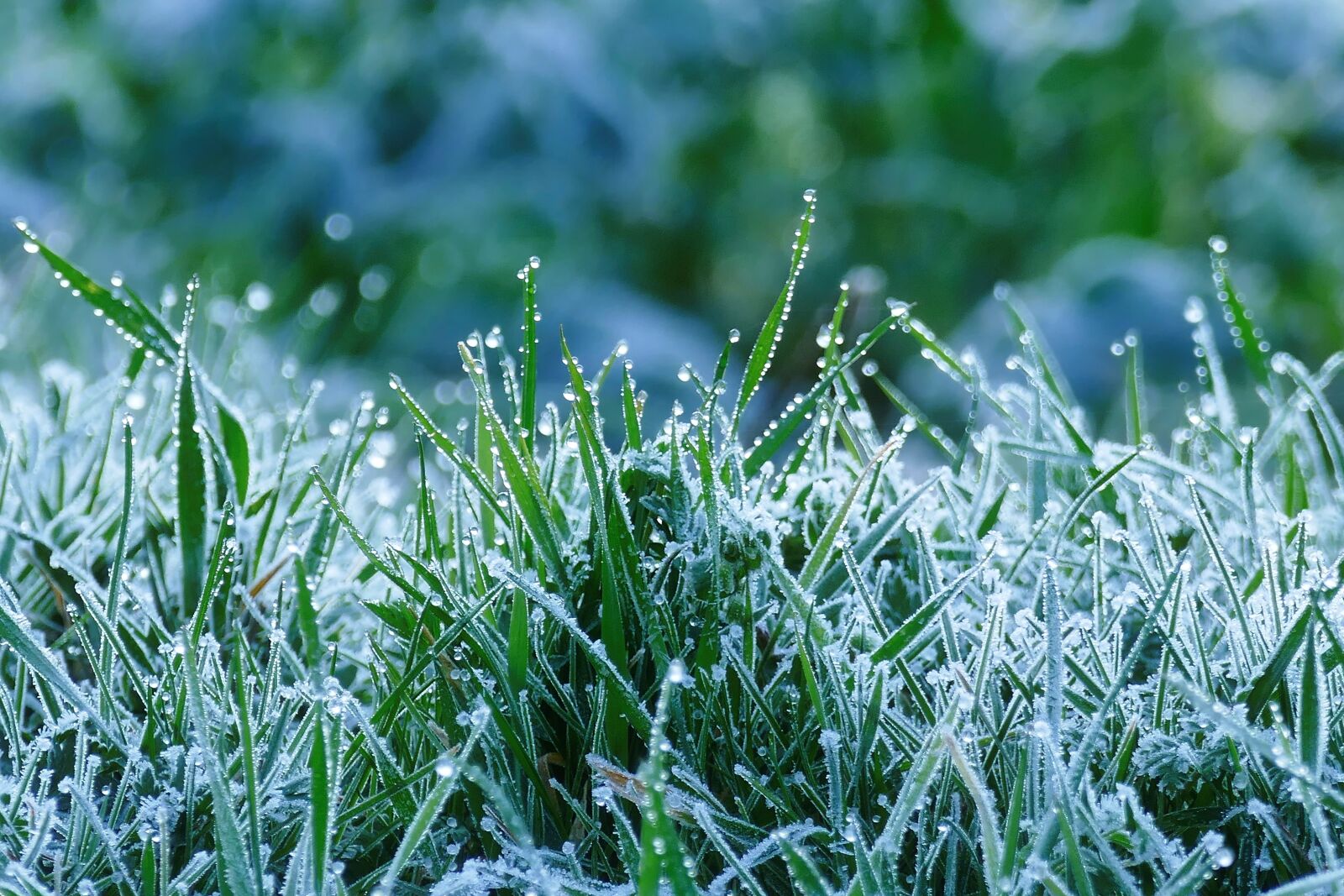 Panasonic Lumix DMC-FZ1000 sample photo. Grass, hoarfrost, frost photography
