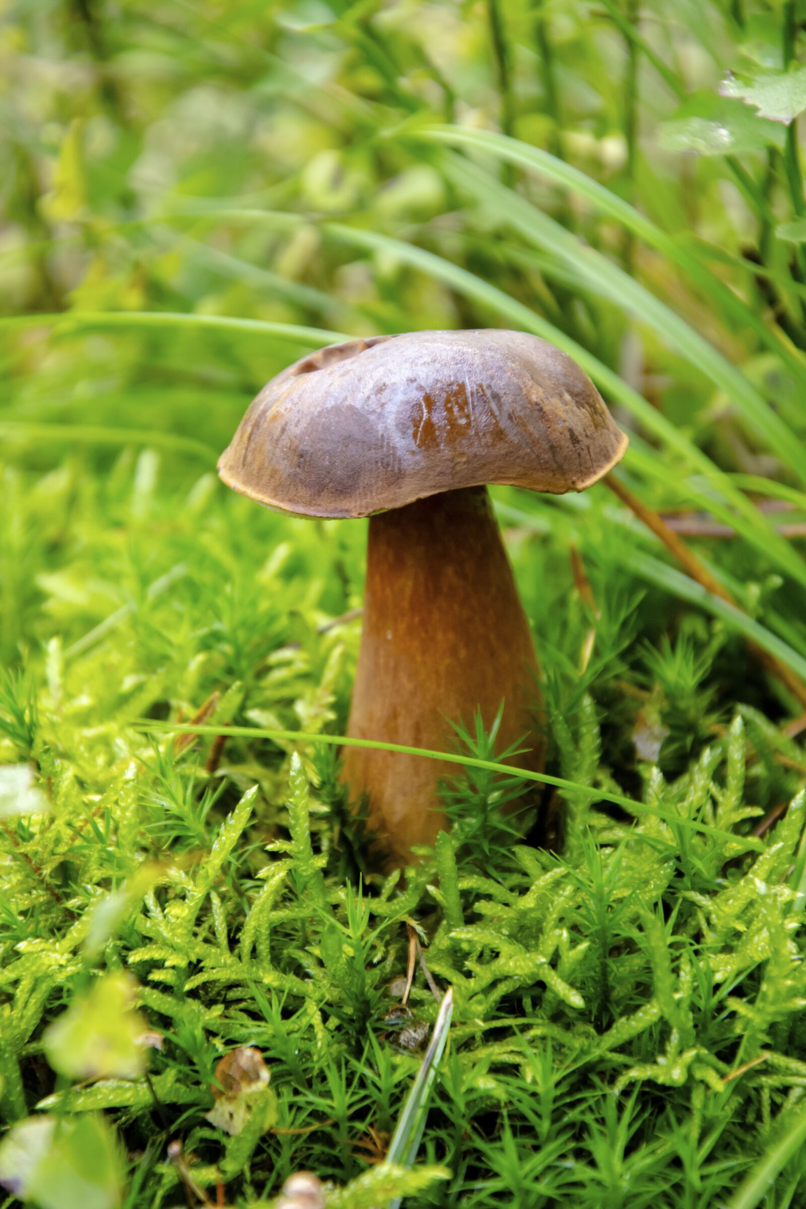 Nikon D5300 sample photo. Mushrooms, poisonous mushrooms, edible photography