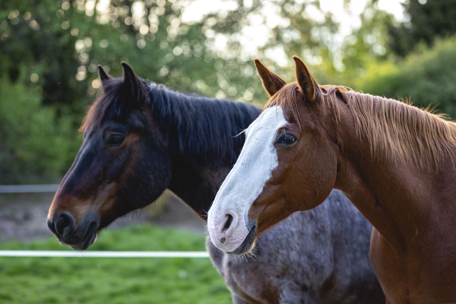 Canon EOS 5D Mark IV sample photo. Horses, nature, animals photography