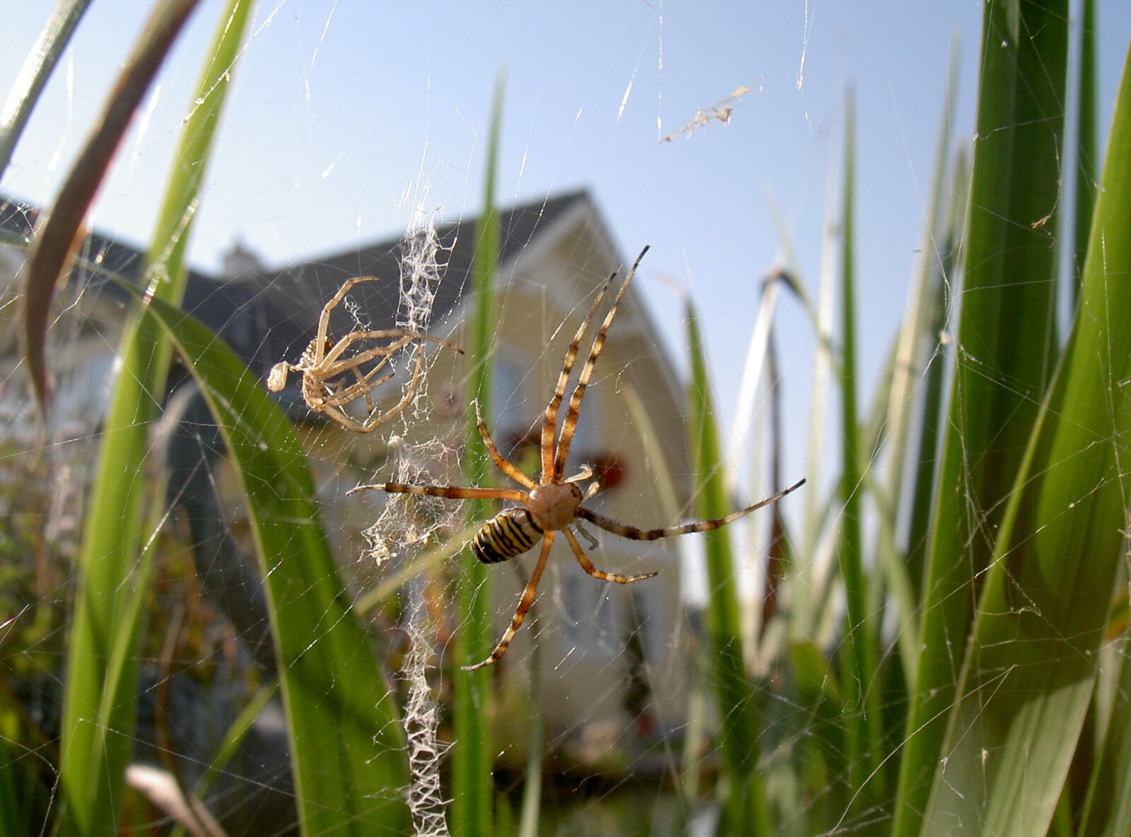KONICA MINOLTA DIGITAL CAMERA KD-400Z sample photo. Spider, grass, nature photography