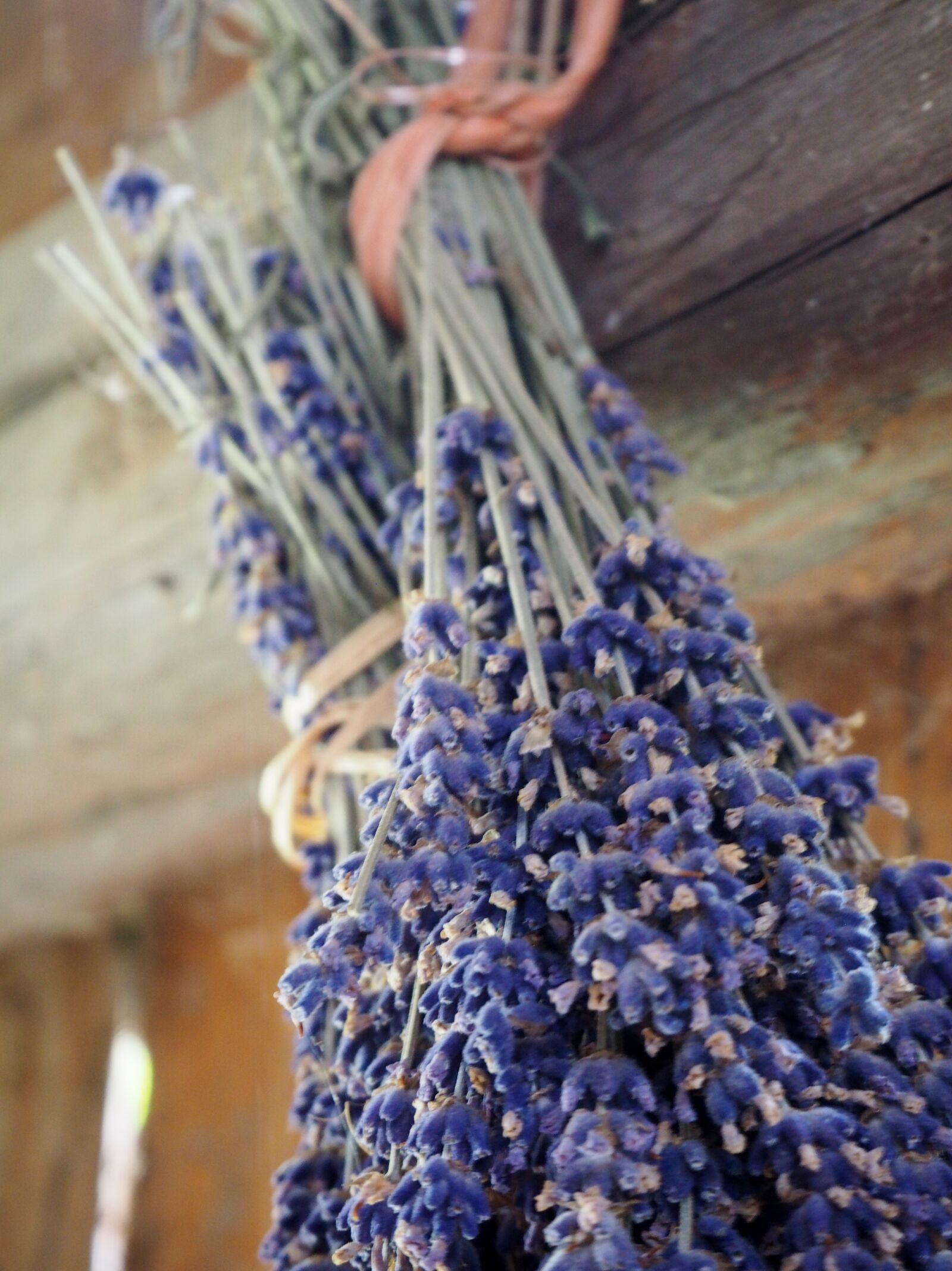 Olympus OM-D E-M10 sample photo. Lavender, herb, dry photography