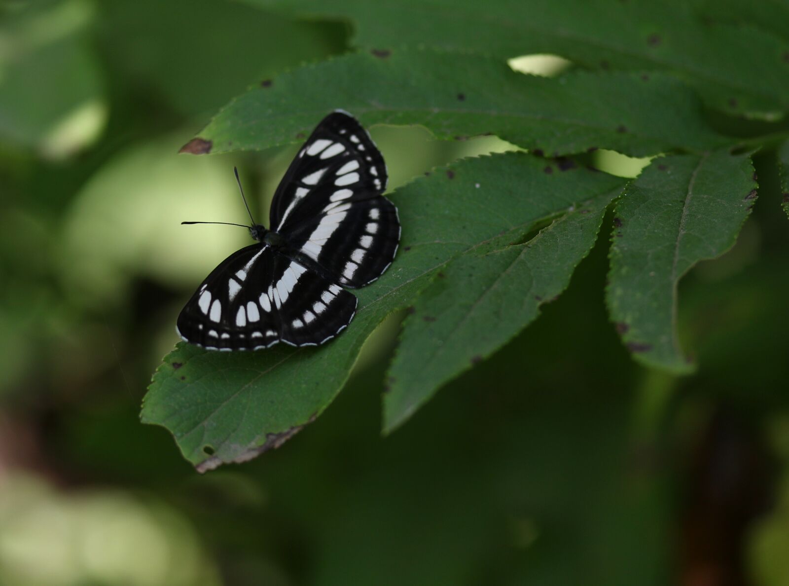 Canon EF-S 60mm F2.8 Macro USM sample photo. Butterfly, white, black photography