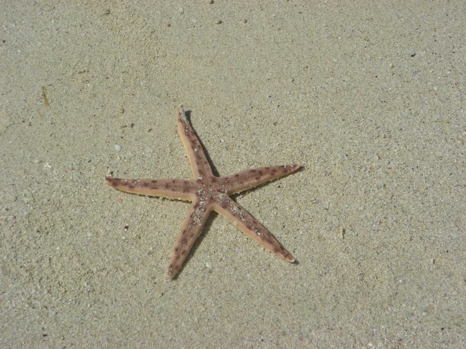 Sony DSC-T9 sample photo. Starfish, beach, sand photography