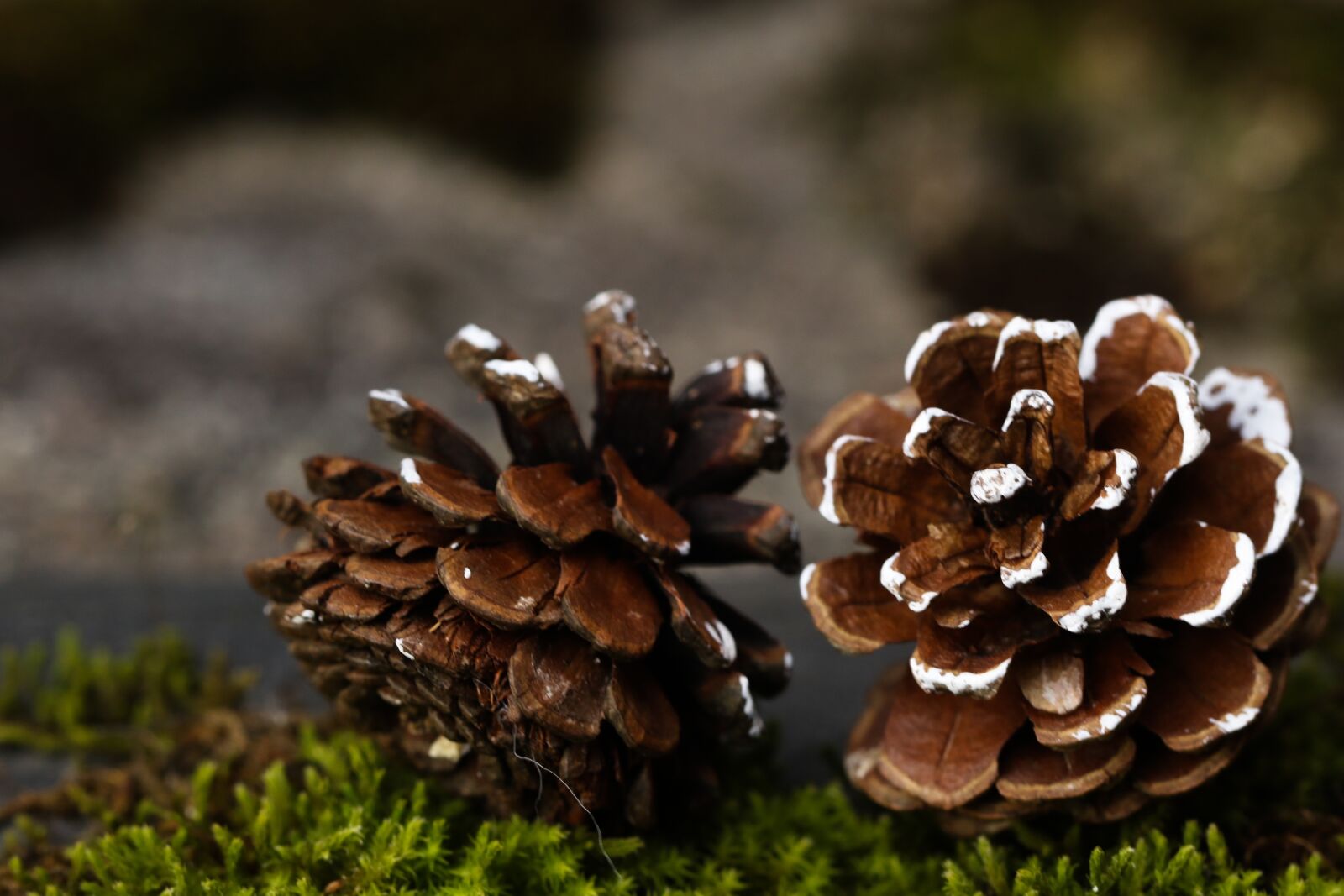 Canon EOS 7D Mark II sample photo. Pinecone, fall, nature photography