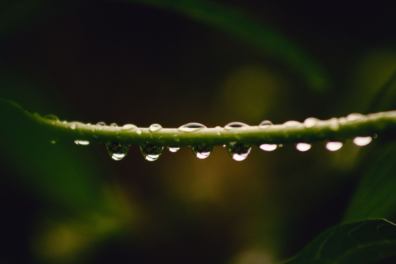 Canon EF75-300mm f/4-5.6 sample photo. Water, dew, dripping photography