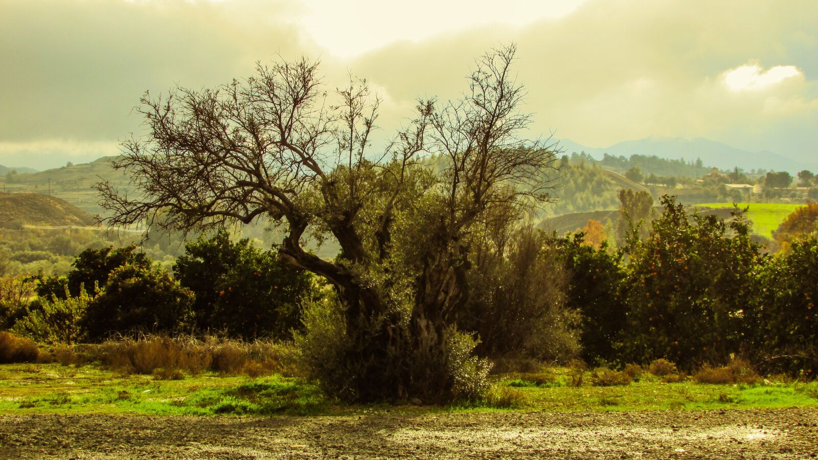 Canon PowerShot SX400 IS sample photo. Olive tree, nature, countryside photography