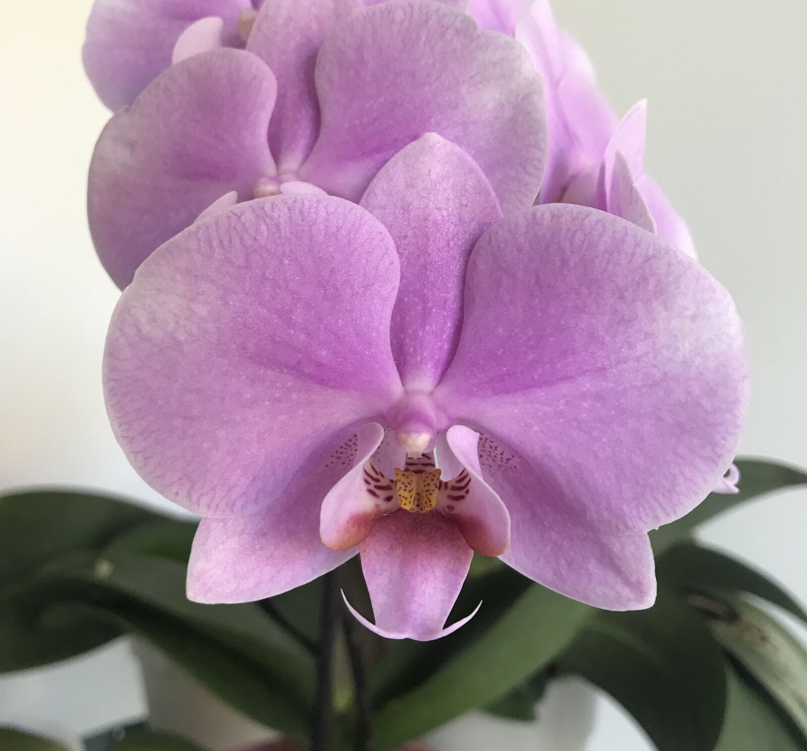 iPhone 7 back camera 3.99mm f/1.8 sample photo. Orchid, flower, plant photography