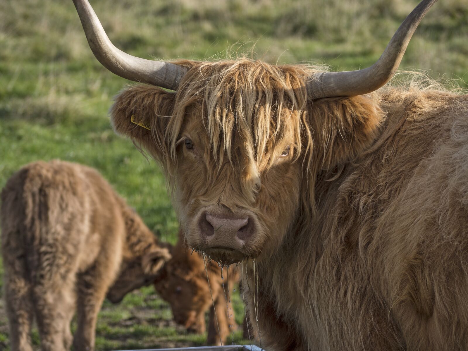 Olympus OM-D E-M10 sample photo. Galloway, beef, livestock photography