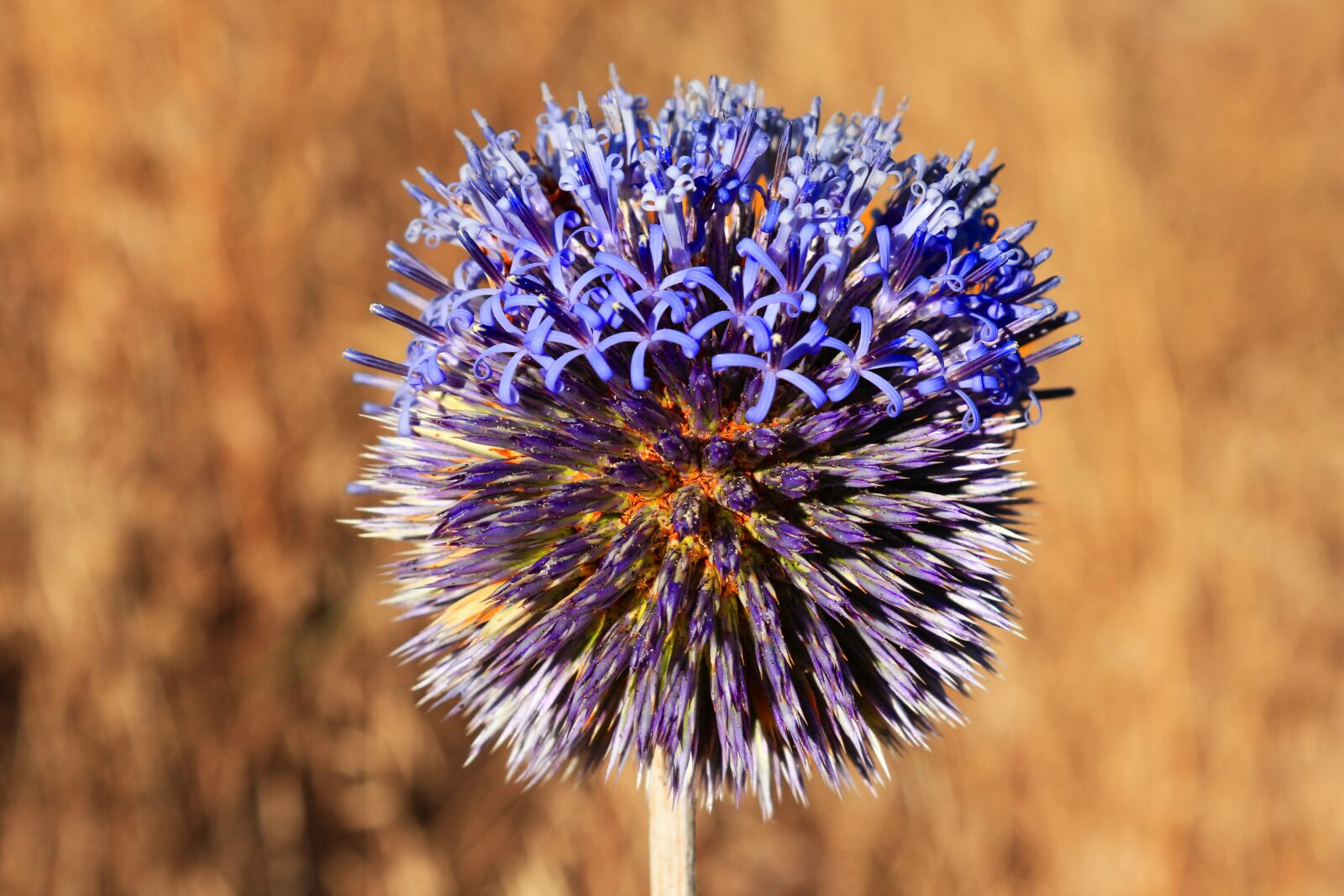 Canon EOS 650D (EOS Rebel T4i / EOS Kiss X6i) sample photo. Flower, nature, macro photography