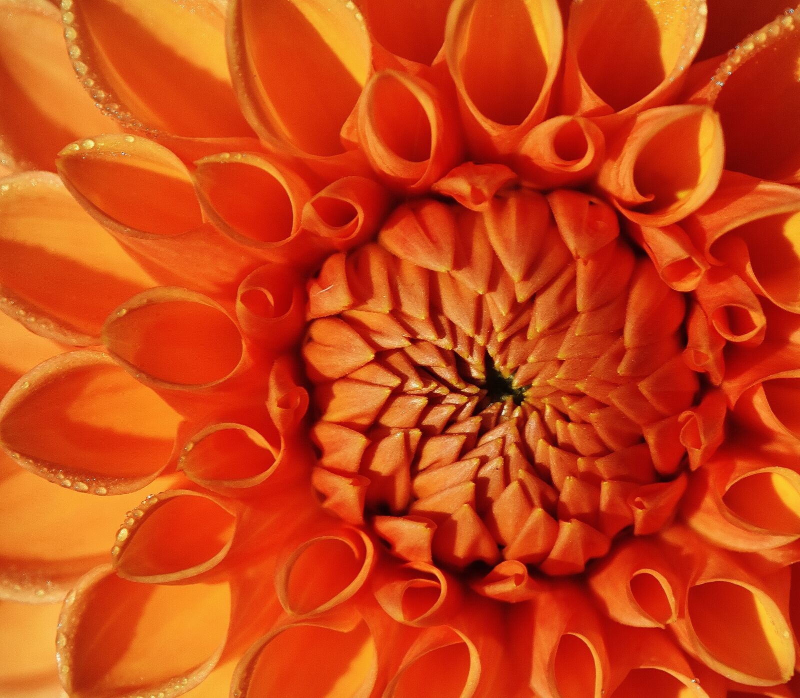 Nikon D7200 sample photo. Dahlia, dahlias, autumn photography