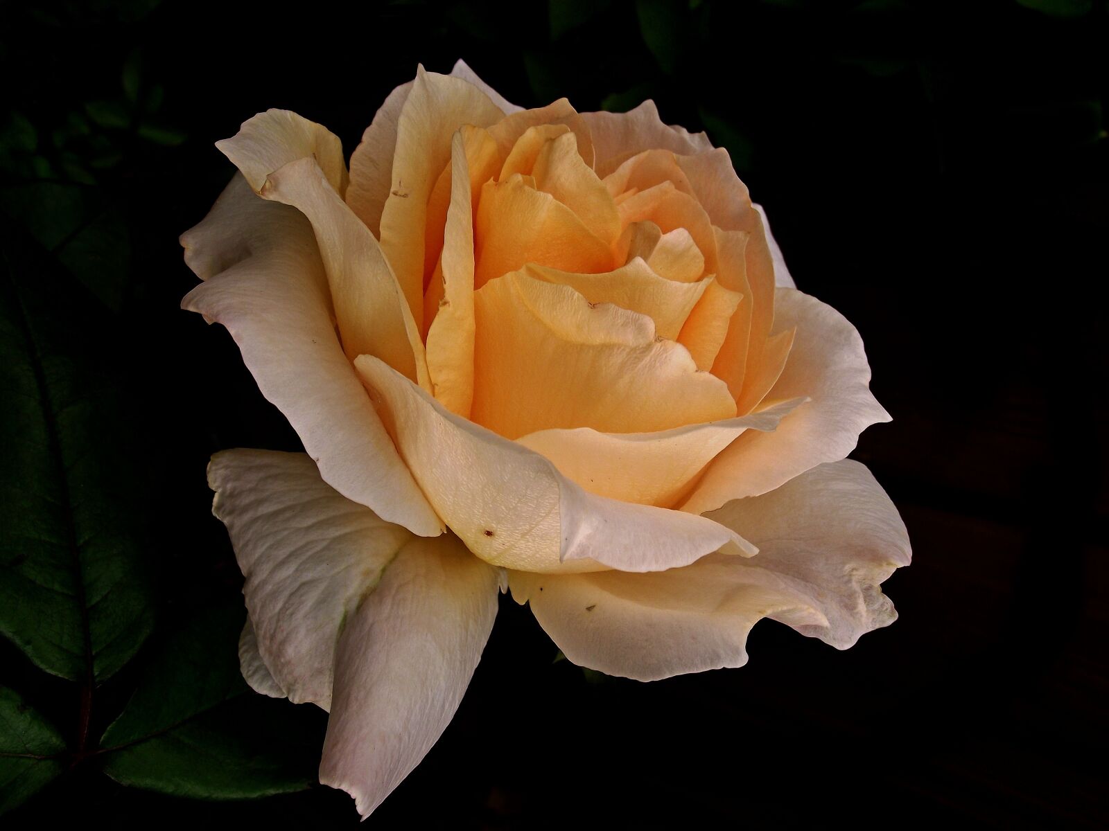 FujiFilm FinePix S1600 (FinePix S1770) sample photo. Flower, rose, tea photography