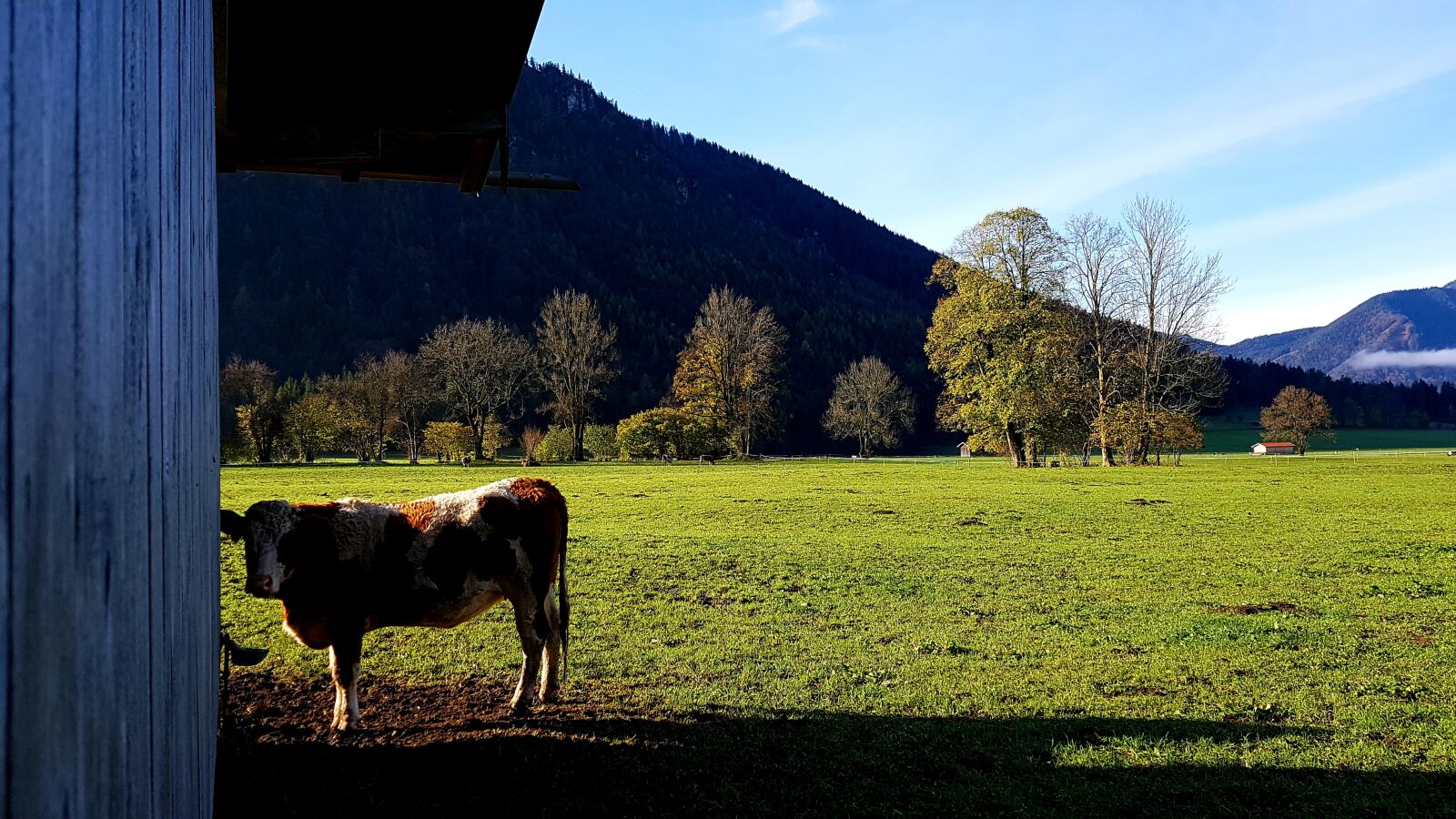 Samsung Galaxy S7 Edge sample photo. Pasture, calf, stall photography