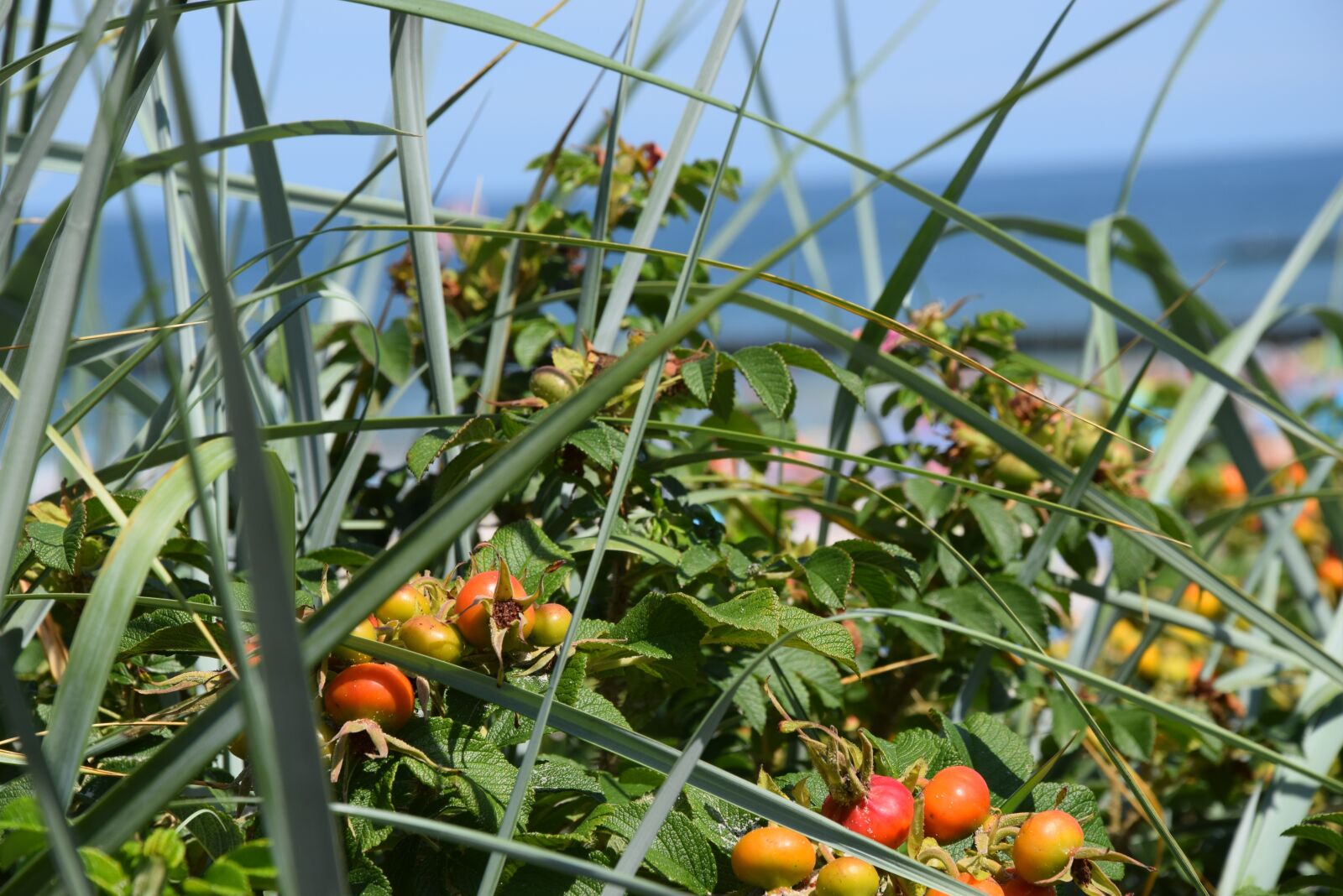 Nikon D5300 sample photo. Wild rose, green, fruit photography