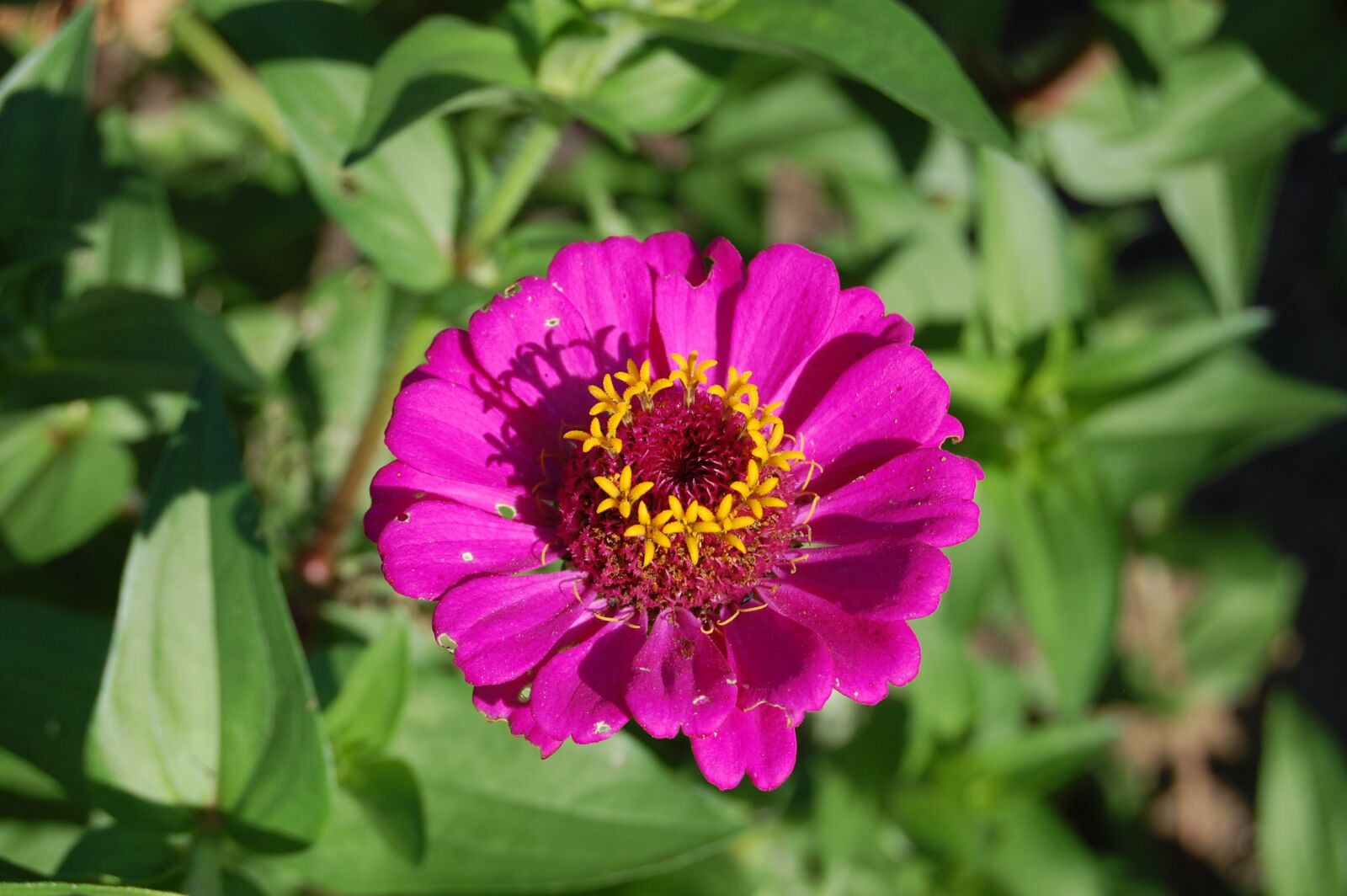 Nikon D40 sample photo. Flower, pink, nature photography