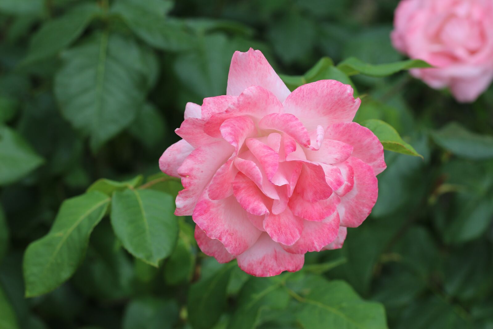 Canon EOS 700D (EOS Rebel T5i / EOS Kiss X7i) sample photo. Flowers, bloom, roses photography