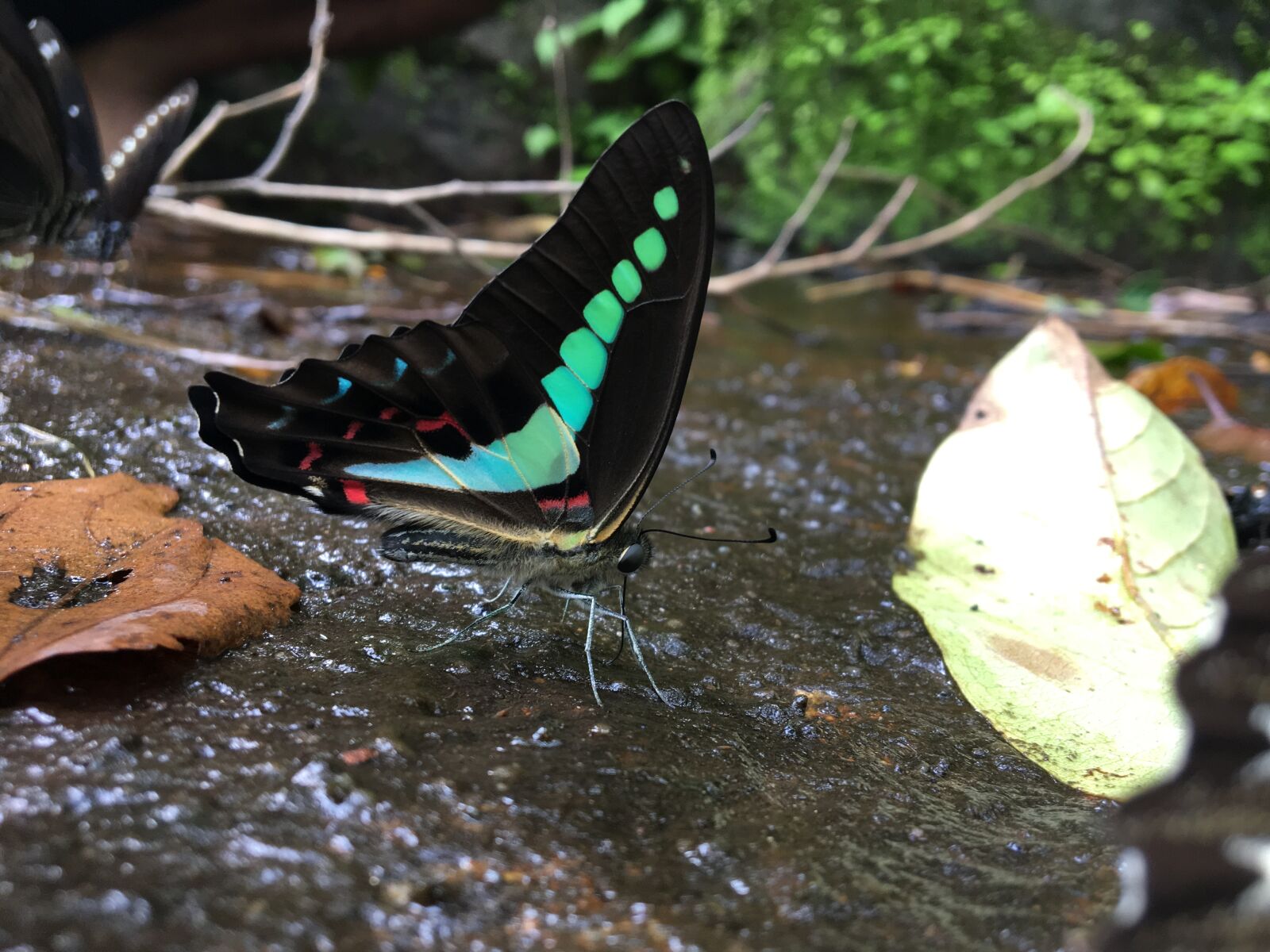 Apple iPhone 6s sample photo. Bluebottle, butterfly, western ghats photography