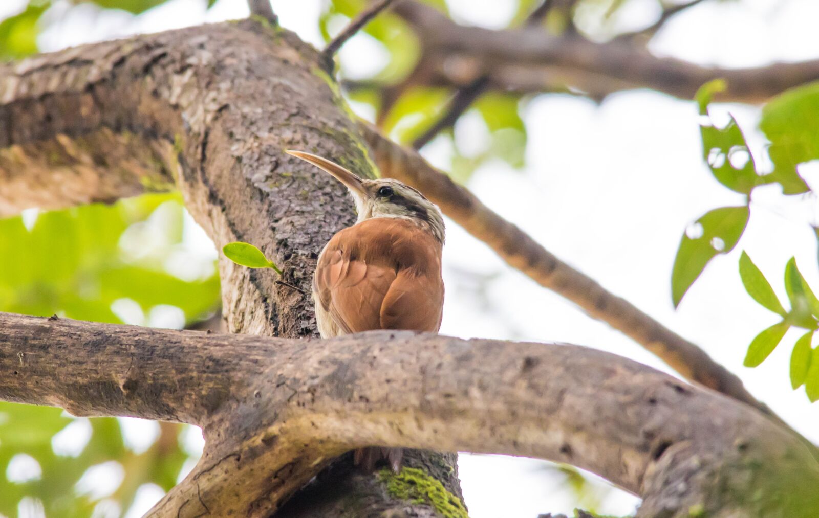 Canon EOS 7D Mark II sample photo. Bird, nature, tropical birds photography