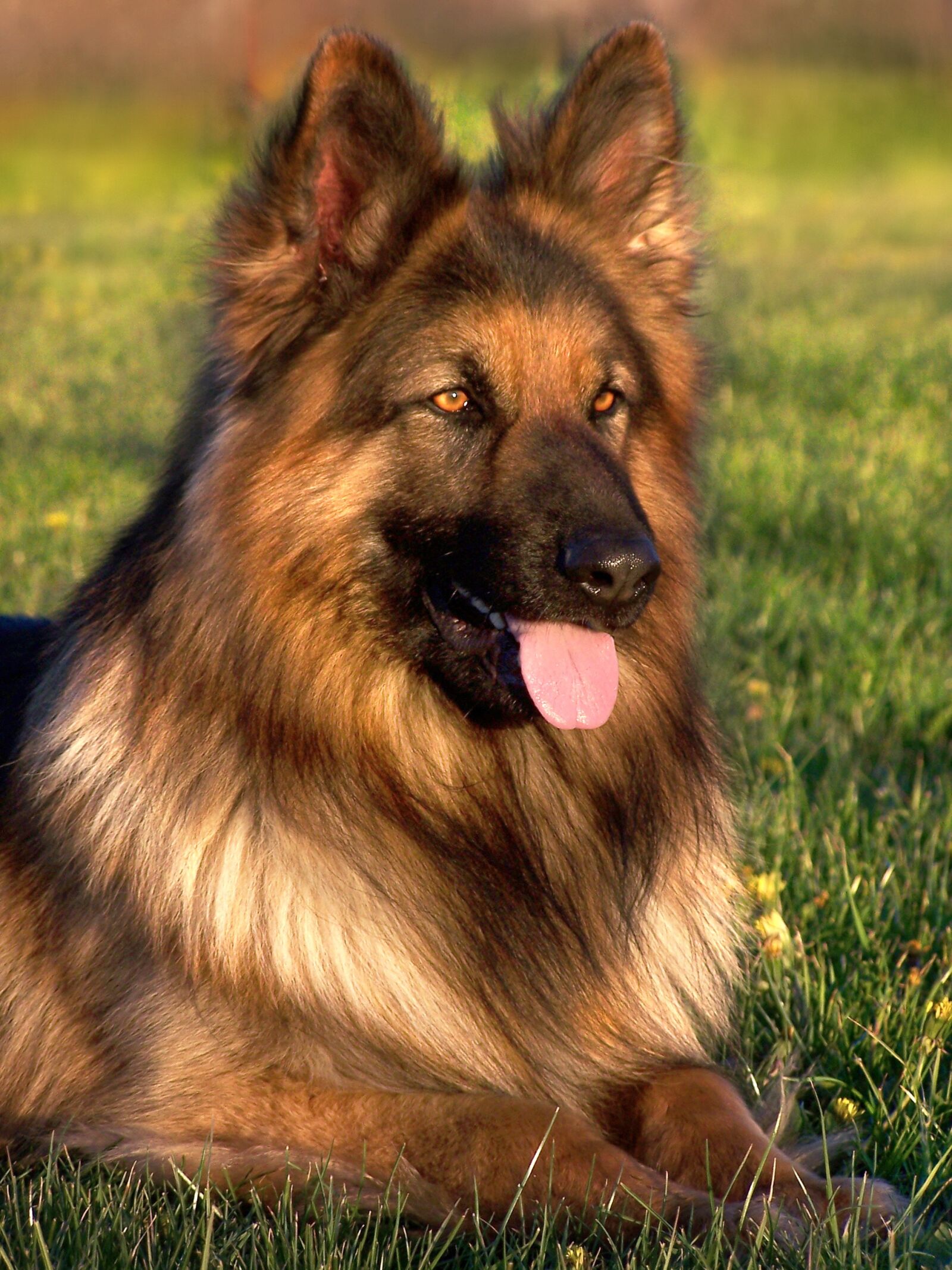 Kodak DX7590 ZOOM DIGITAL CAMERA sample photo. Dog, friend, german shepherd photography