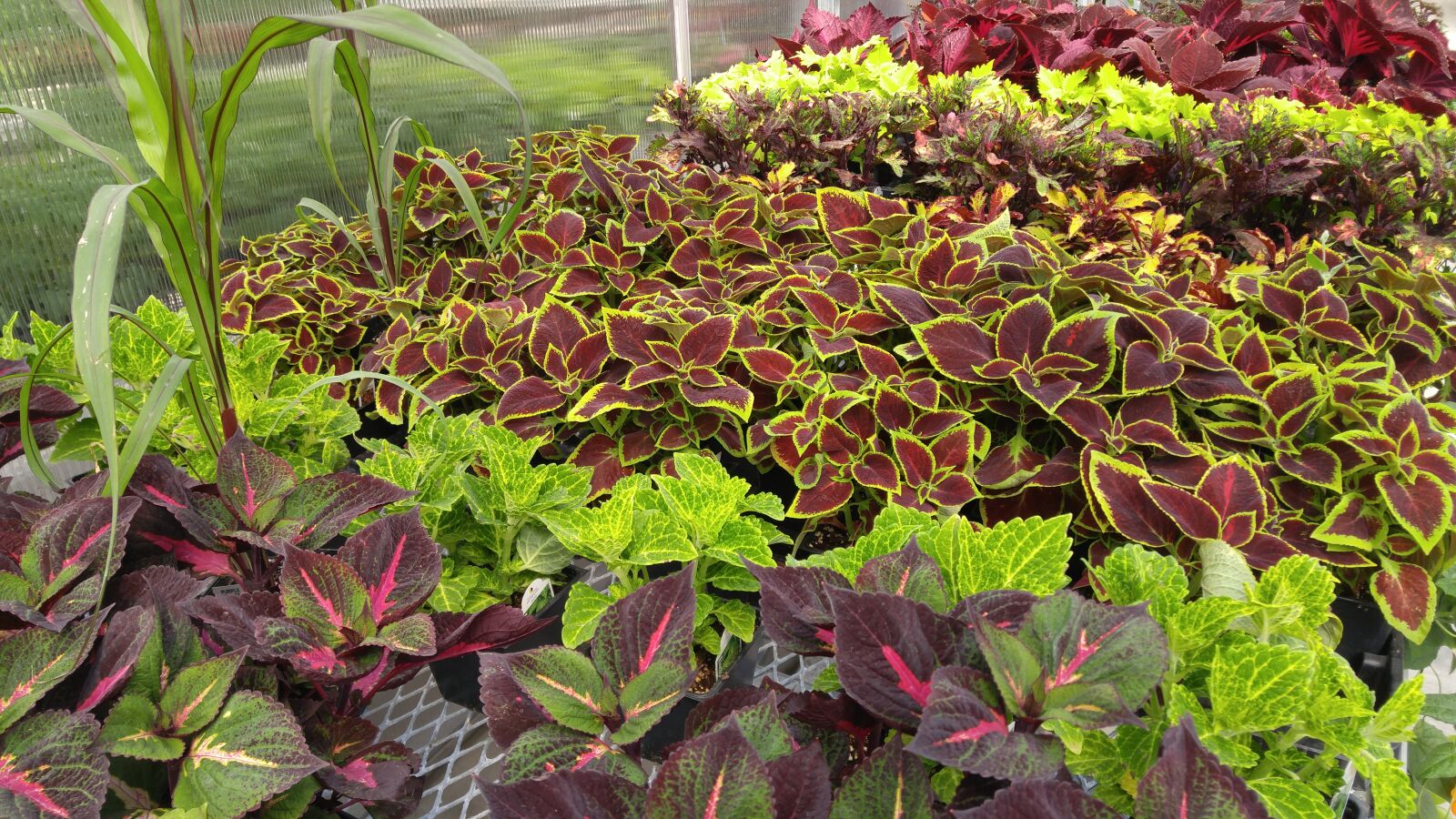 LG G4 sample photo. Flowers, florists, greenhouse photography