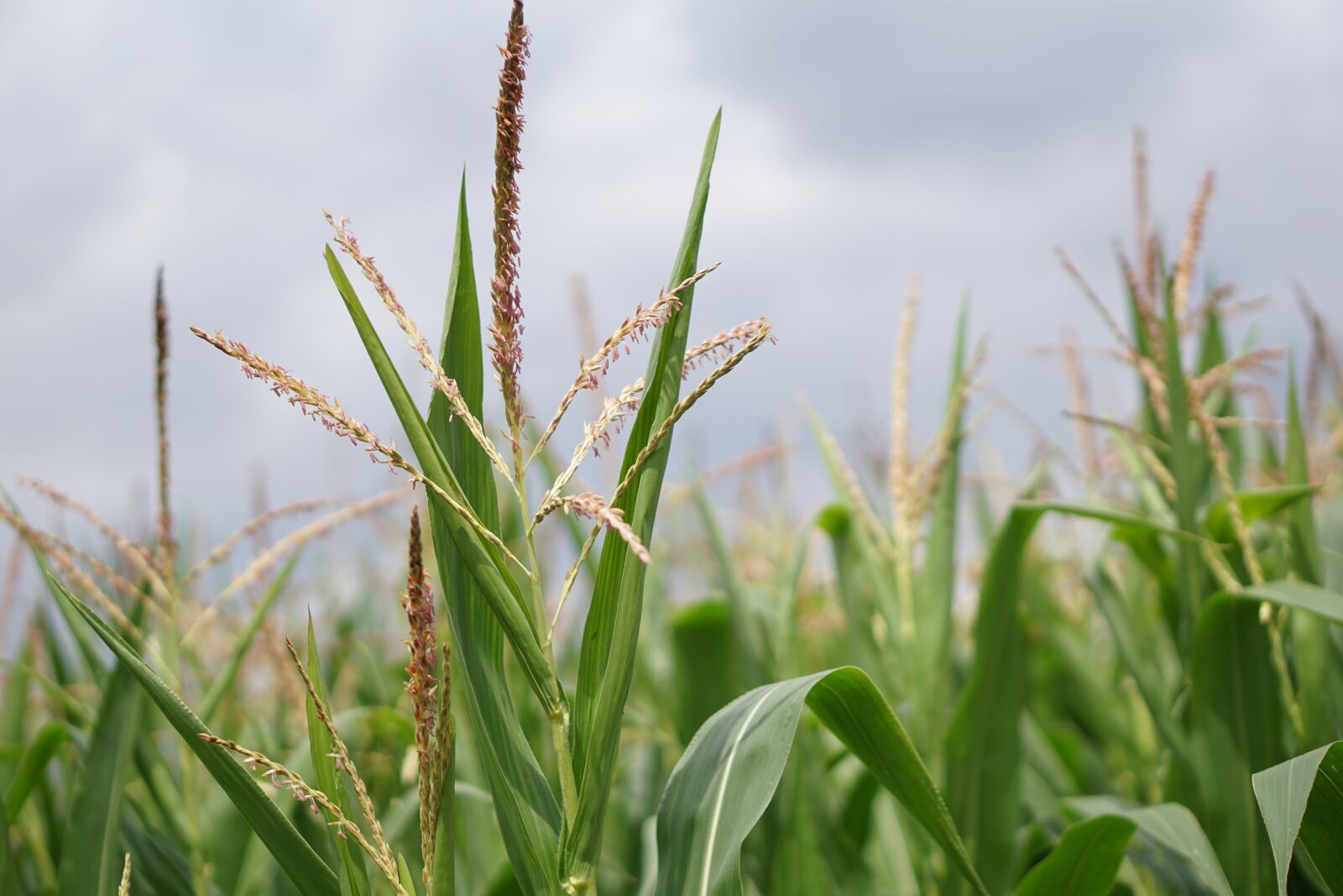 E 50mm F1.8 OSS sample photo. Cornfield, corn, corn cultivation photography