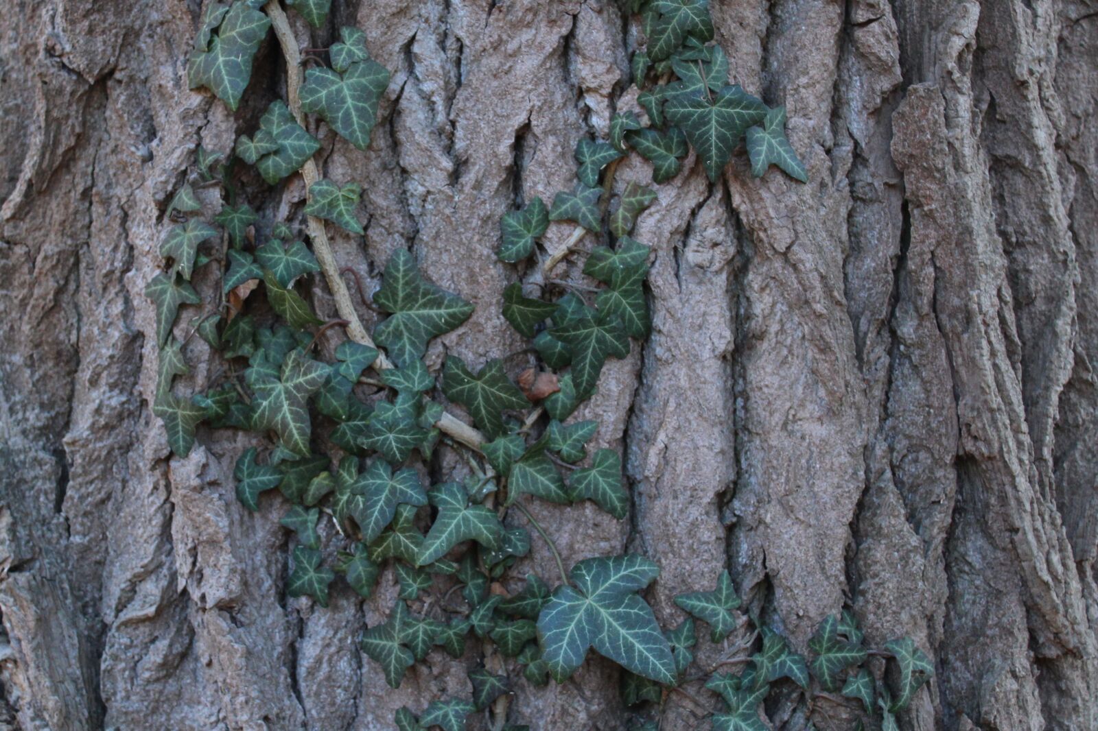 Canon EOS 1300D (EOS Rebel T6 / EOS Kiss X80) sample photo. Tree, ivy, bark photography