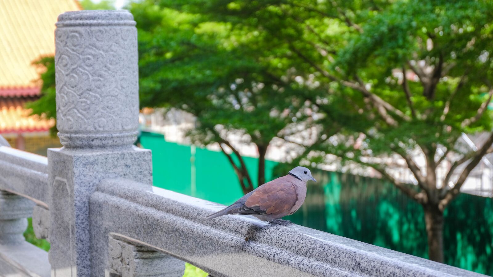 Fujifilm X-T30 sample photo. Dove, measure, nature photography