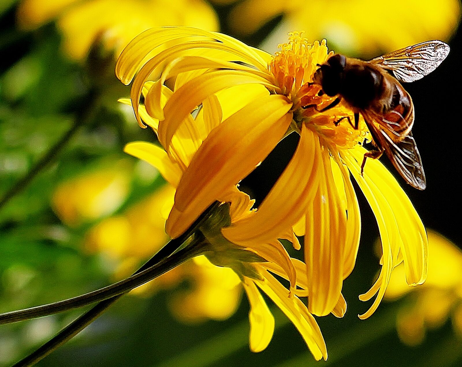 Canon EOS 700D (EOS Rebel T5i / EOS Kiss X7i) sample photo. Hoverfly, nectar, yellow photography
