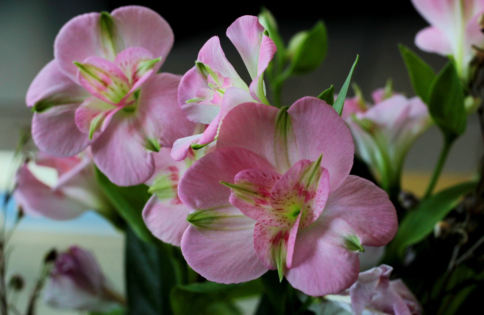 Canon EOS 600D (Rebel EOS T3i / EOS Kiss X5) + Canon EF 50mm F1.8 STM sample photo. Alstromeria, pink, flowers photography