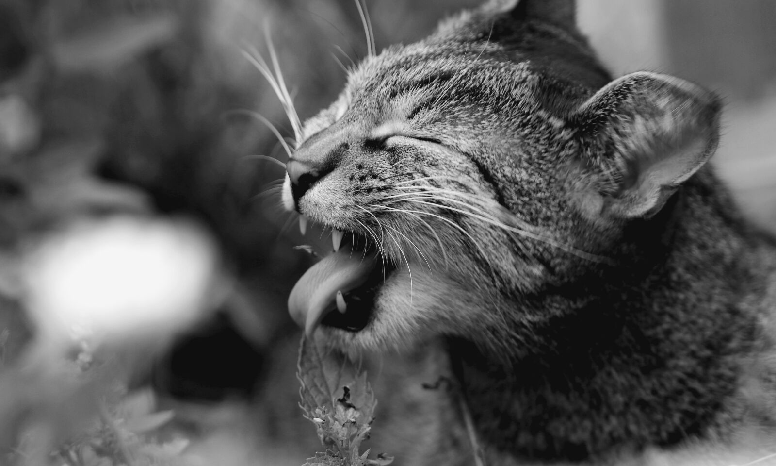 Canon EOS 80D sample photo. Cat, fur, sight photography