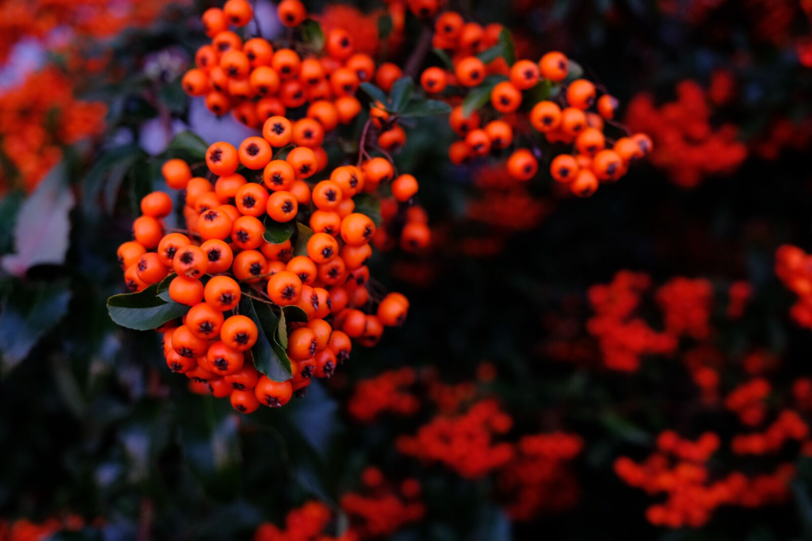 Fujifilm X-T2 + Fujifilm XF 16-55mm F2.8 R LM WR sample photo. Flower, plant, color photography